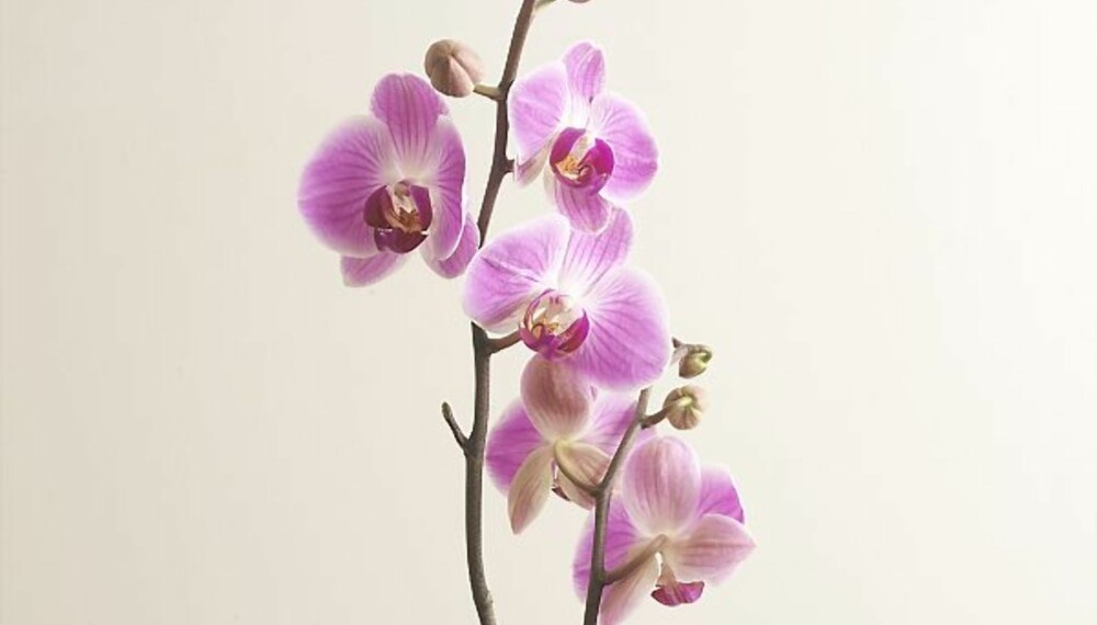Ny blomstring Phalaenopsis Ny blomstring Phalaenopsis