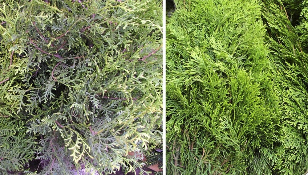VELGER FEIL THUJA: Bildet til venstre viser tujasorten Brabant og bildet til høyre viser tujasorten Smaragd. Sistnevnte anbefales av hageeksperter, men er også den dyreste. VELGER FEIL THUJA: Bildet til venstre viser tujasorten Brabant og bildet til høyre viser tujasorten Smaragd. Sistnevnte anbefales av hageeksperter, men er også den dyreste.
