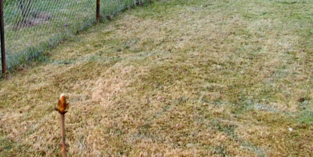 VINTERSKADET PLEN: Mange plener blir skadet av en lang og kald vinter. Dette kan man reparere ved å lufte plenen, strø på gjødsel og vanne, og så la plenen få tid til å spire igjen. VINTERSKADET PLEN: Mange plener blir skadet av en lang og kald vinter. Dette kan man reparere ved å lufte plenen, strø på gjødsel og vanne, og så la plenen få tid til å spire igjen.