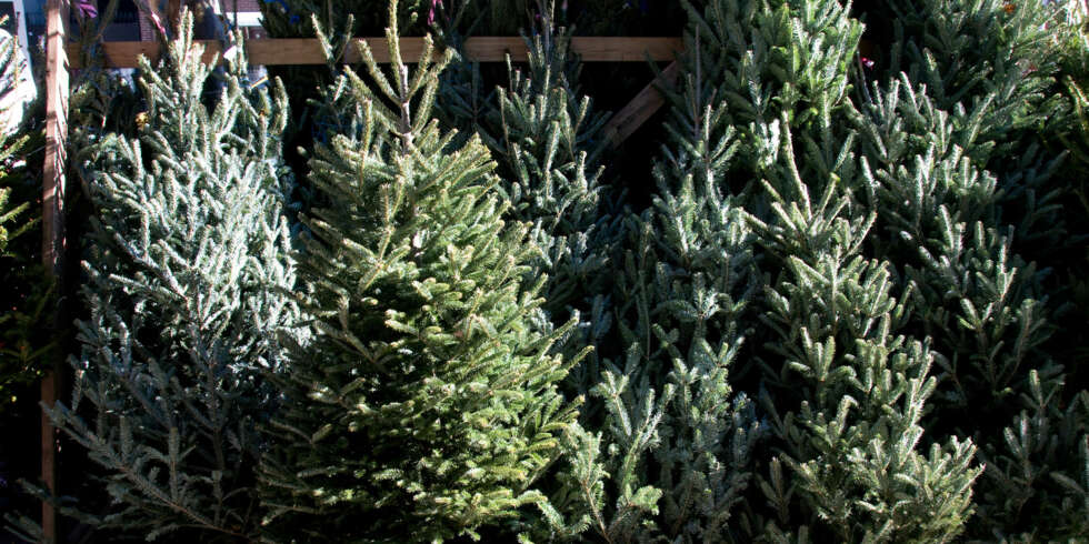DU GRØNNE GLITRENDE: Det finnes mange gode råd når det kommer til å velge riktig juletre, samt hvordan du bør behandle det. DU GRØNNE GLITRENDE: Det finnes mange gode råd når det kommer til å velge riktig juletre, samt hvordan du bør behandle det.
