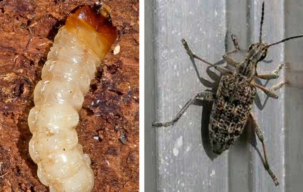 BARTRELØPER: Dette lille krypet kan også være en vanlig gjest i huset, og særlig på Østlandet. BARTRELØPER: Dette lille krypet kan også være en vanlig gjest i huset, og særlig på Østlandet.