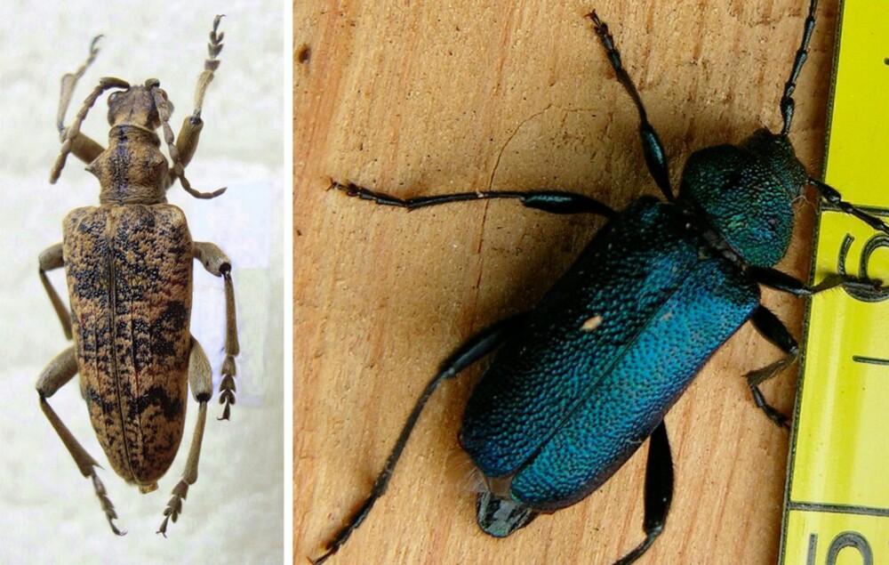 LØVTRELØPER OG BLÅBUKK: Disse insektene er blant de vanligste å få inn i stuen. På Østlandet kan man se mye blåbukk, granbukk, løvtreløper og bartreløper. På Sørlandet kan man også finne en ildrød variant som kalles purpurbukk. LØVTRELØPER OG BLÅBUKK: Disse insektene er blant de vanligste å få inn i stuen. På Østlandet kan man se mye blåbukk, granbukk, løvtreløper og bartreløper. På Sørlandet kan man også finne en ildrød variant som kalles purpurbukk.