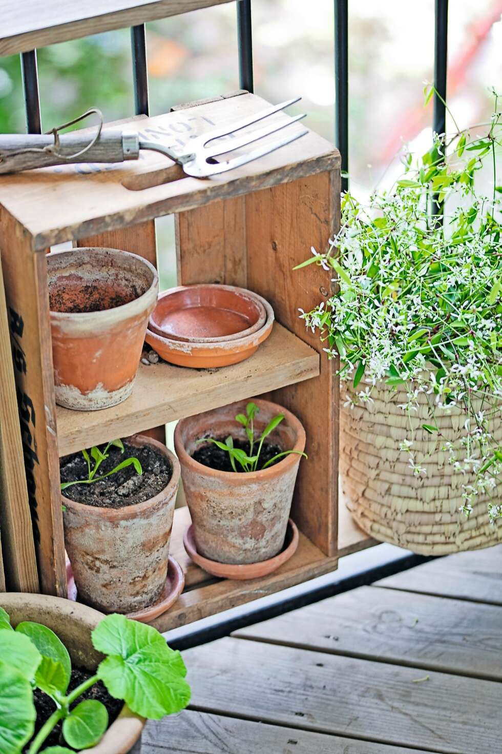SMAL SAK: Samle urter og frodige blomster på en smal, gjerne hjemmelaget hylle. Da får du plass til mange uten at de stjeler for mye gulvplass. Her står terrakottakrukkene hele året og får en fin patina. En duftende stjernejasmin står i en kurvpotte fra Bloomingville. FOTO: Jorunn Tharaldsen SMAL SAK: Samle urter og frodige blomster på en smal, gjerne hjemmelaget hylle. Da får du plass til mange uten at de stjeler for mye gulvplass. Her står terrakottakrukkene hele året og får en fin patina. En duftende stjernejasmin står i en kurvpotte fra Bloomingville. FOTO: Jorunn Tharaldsen