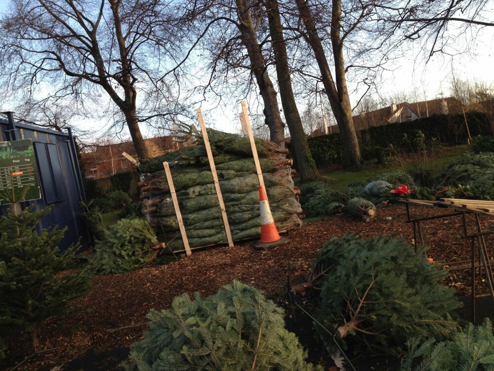 VELG RIKTIG: Det er mange faktorer å tenke over når årets juletre skal i hus. FOTO: Trine Jensen VELG RIKTIG: Det er mange faktorer å tenke over når årets juletre skal i hus. FOTO: Trine Jensen
