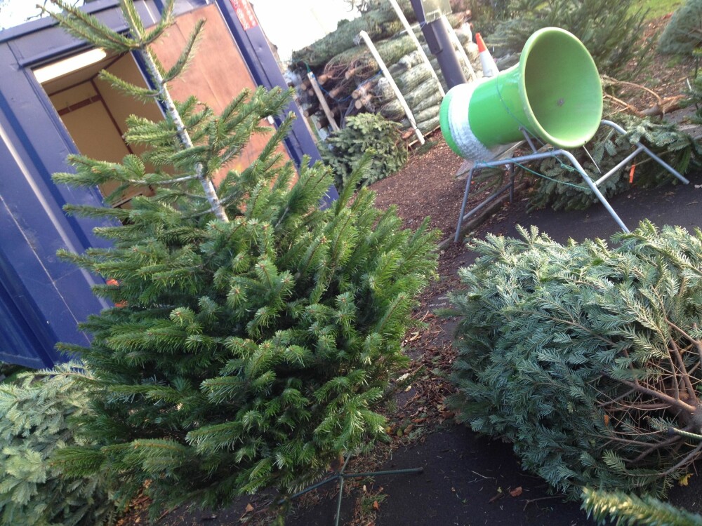 SJEKKLISTE: Det er en del ting du burde sjekke før du tar juletreet med hjem. FOTO: Trine Jensen SJEKKLISTE: Det er en del ting du burde sjekke før du tar juletreet med hjem. FOTO: Trine Jensen
