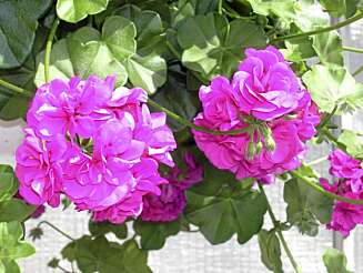Pelargonia Pelargonia