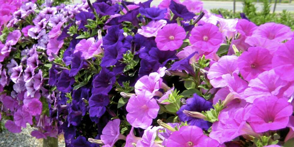 Petunia. <a href="http://flickr.com/photos/calliope/659160591//">Muffet
</a> på Flicker.com. Noen <a href="http://creativecommons.org/licenses/by/2.0/deed.en_GB">rettigheter</a> reservert. Petunia. <a href="http://flickr.com/photos/calliope/659160591//">Muffet
</a> på Flicker.com. Noen <a href="http://creativecommons.org/licenses/by/2.0/deed.en_GB">rettigheter</a> reservert.