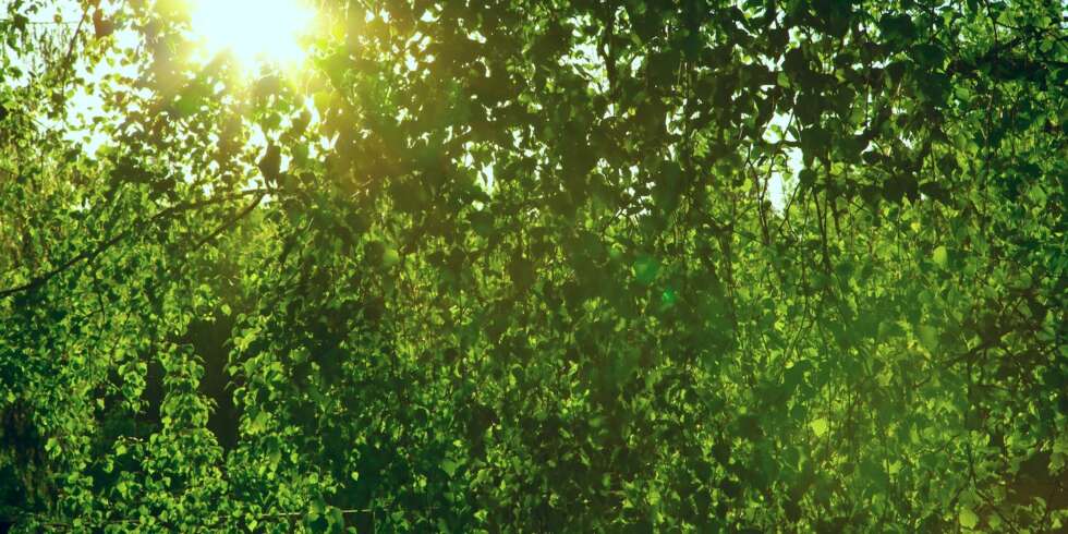 TRÆR TIL BESVÆR: Ingenting irriterer tilsynelatende mer enn store trær fra naboeiendommen som sluker solen. TRÆR TIL BESVÆR: Ingenting irriterer tilsynelatende mer enn store trær fra naboeiendommen som sluker solen.