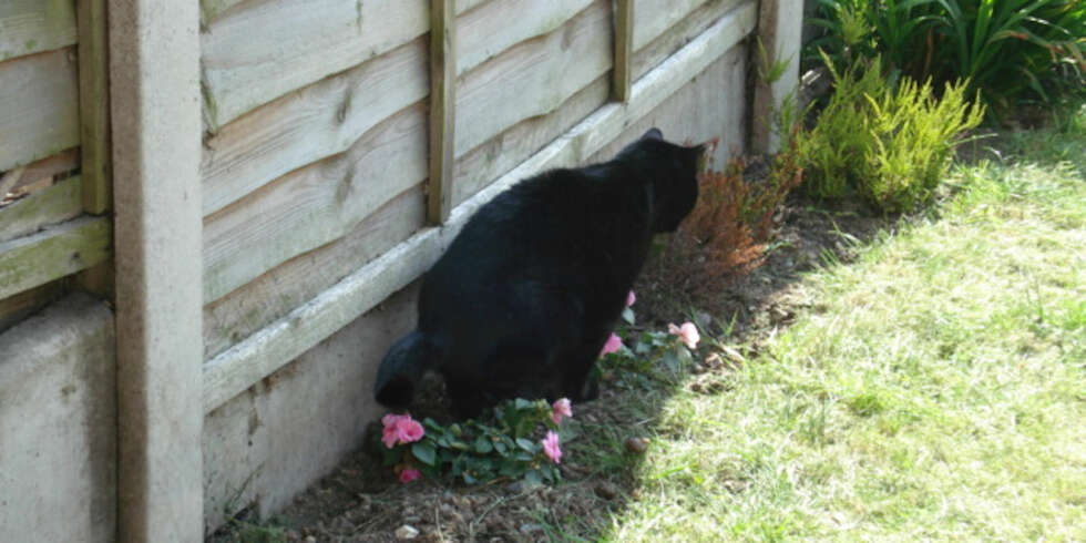 IKKE SOM GJØDSEL: Hvis katten din sitter slik over naboens blomster, er det kanskje ikke så rart at det skaper irritasjon. IKKE SOM GJØDSEL: Hvis katten din sitter slik over naboens blomster, er det kanskje ikke så rart at det skaper irritasjon.