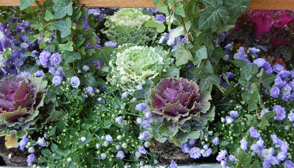 HØSTBLOMSTER: Pyntekål og eføy tåler en frostnatt og er flotte sammen med andre blomster. De klarer seg utmerket alene også etter at blomstene er visnet. HØSTBLOMSTER: Pyntekål og eføy tåler en frostnatt og er flotte sammen med andre blomster. De klarer seg utmerket alene også etter at blomstene er visnet.