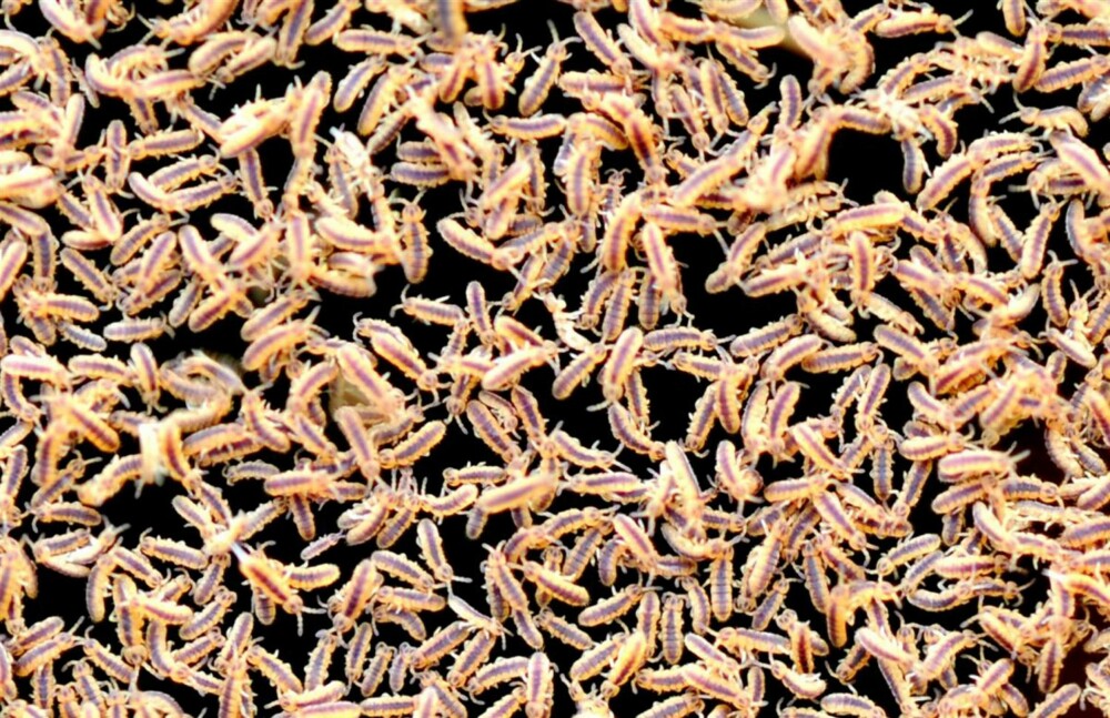 SPRETTHALER: Spretthaler er små leddyr; de fleste arter er rundt 1 mm lange. Ifølge Wikipedia er det så mange som 100 000 individer per m³ jordoverflate, med andre ord spretthalene en dominerende gruppe leddyr. SPRETTHALER: Spretthaler er små leddyr; de fleste arter er rundt 1 mm lange. Ifølge Wikipedia er det så mange som 100 000 individer per m³ jordoverflate, med andre ord spretthalene en dominerende gruppe leddyr.