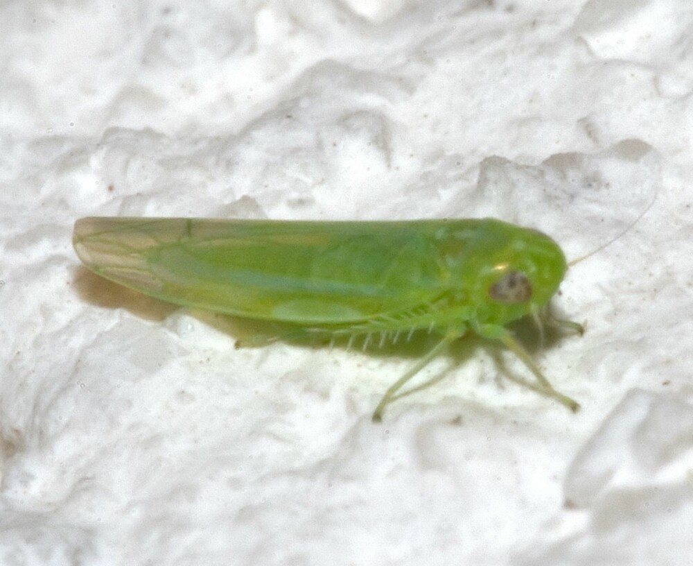 PLANTESUGERE: Er en gruppe av insekter, som har det til felles at de lever av å suge ut væske (plantesaft) fra planter. De har en typisk kroppslengde på 0,5-38 mm. PLANTESUGERE: Er en gruppe av insekter, som har det til felles at de lever av å suge ut væske (plantesaft) fra planter. De har en typisk kroppslengde på 0,5-38 mm.