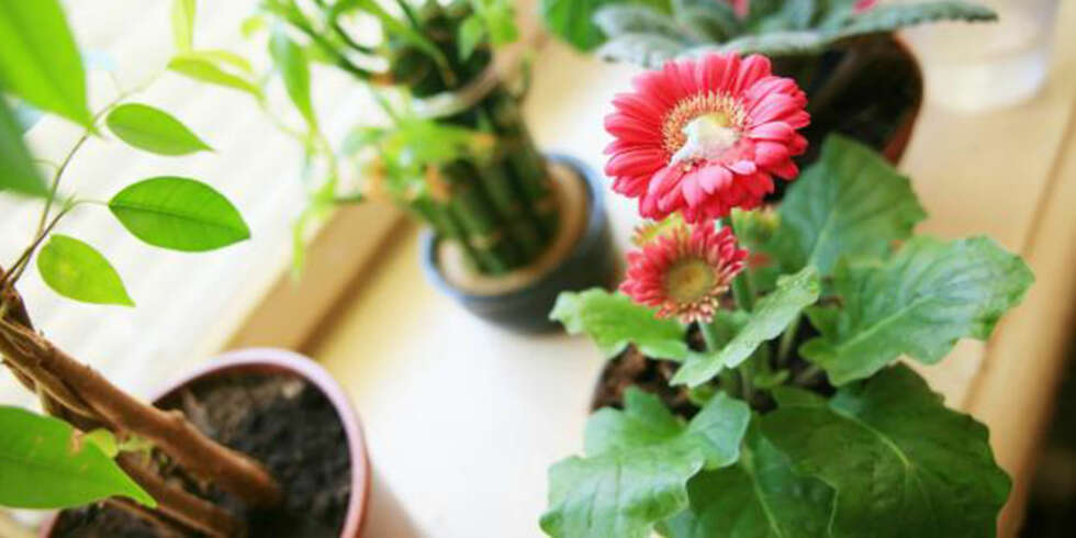 GJØR DET RIKTIG: Velg riktige planter, ikke overvann og ikke glem når du reiser på ferie. GJØR DET RIKTIG: Velg riktige planter, ikke overvann og ikke glem når du reiser på ferie.