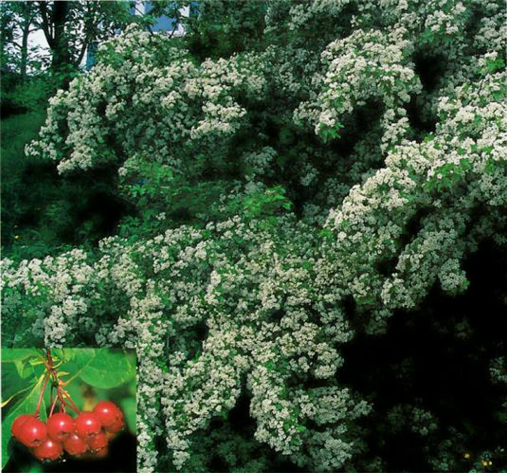 FRODIG: Amerikahagtorn får hvite blomster og røde bær FRODIG: Amerikahagtorn får hvite blomster og røde bær