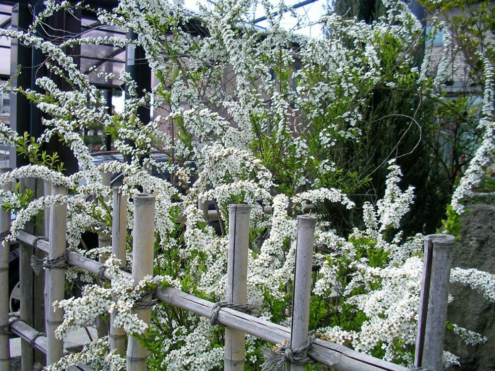 SOMMERLIG: Spirea oser av sommer. SOMMERLIG: Spirea oser av sommer.