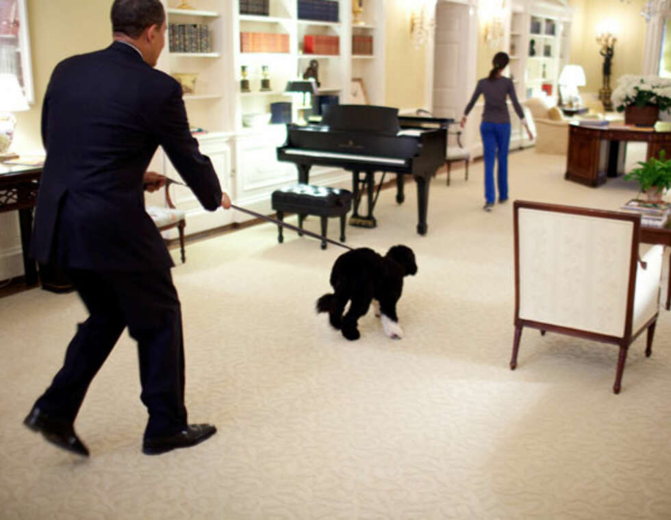 BO: Familien Obama har også gjort plass til hunden Bo i Det Hvite Hus. BO: Familien Obama har også gjort plass til hunden Bo i Det Hvite Hus.