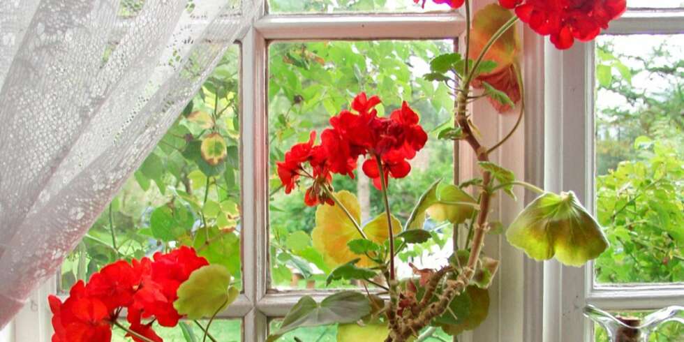 SOMMERPLANTER: Pelargonia er blant planter du kan prøve inne. SOMMERPLANTER: Pelargonia er blant planter du kan prøve inne.