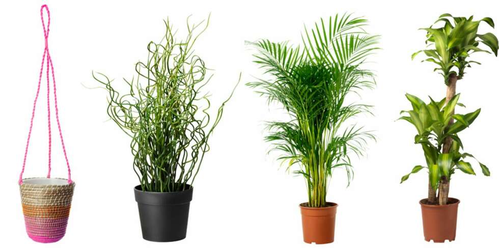 KUNSTIG ELLER EKTE? Fra venstre: Jordnöt ampel, Fejka kunstig potteplante, Chrysalidocarpus lutenscens potteplante arekapalme, Dracaena Massangeana potteplante, dragetre. Alt fra Ikea. KUNSTIG ELLER EKTE? Fra venstre: Jordnöt ampel, Fejka kunstig potteplante, Chrysalidocarpus lutenscens potteplante arekapalme, Dracaena Massangeana potteplante, dragetre. Alt fra Ikea.