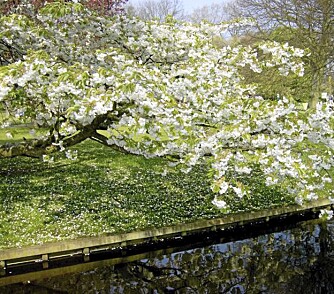 FRUKTBART. Flere vil ha nyttige vekster i hagen. Vil du ha epler men bare har plass til ett tre, er familietre løsningen. FOTO: Opplysningskontoret for blomster og planter FRUKTBART. Flere vil ha nyttige vekster i hagen. Vil du ha epler men bare har plass til ett tre, er familietre løsningen. FOTO: Opplysningskontoret for blomster og planter