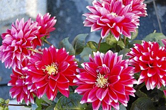 FARGERIKE. Dahlia, eller georginer, er populære fordi de er lettstelte, fargerike og har store blomster hele sommeren. FOTO: Opplysningskontoret for blomster FARGERIKE. Dahlia, eller georginer, er populære fordi de er lettstelte, fargerike og har store blomster hele sommeren. FOTO: Opplysningskontoret for blomster