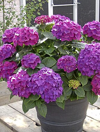 RIKTIG FARGE. Hortensia er fortsatt populær, men helst i kraftige farger. FOTO: Opplysningskontoret for blomster og planter RIKTIG FARGE. Hortensia er fortsatt populær, men helst i kraftige farger. FOTO: Opplysningskontoret for blomster og planter