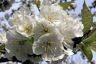 BLOMSTERFRYD. Det finnes vel neppe noe vakrere enn et vårblomstrende kirsebærtre. BLOMSTERFRYD. Det finnes vel neppe noe vakrere enn et vårblomstrende kirsebærtre.