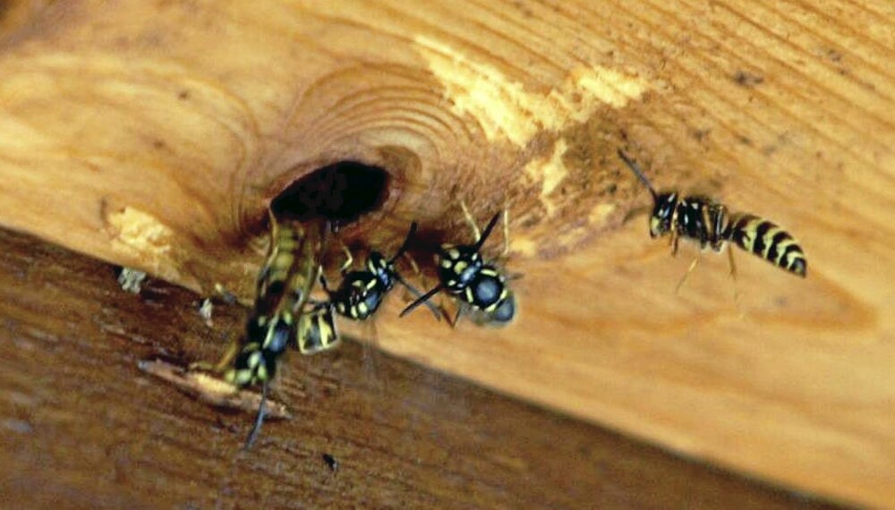 AGGRESSIVE: Vanligste jordveps (Vespula vulgaris) er uheldigvis de som oftest bygger nær boliger. Denne vepsen er også mest aggressiv og har sterkest gift. AGGRESSIVE: Vanligste jordveps (Vespula vulgaris) er uheldigvis de som oftest bygger nær boliger. Denne vepsen er også mest aggressiv og har sterkest gift.