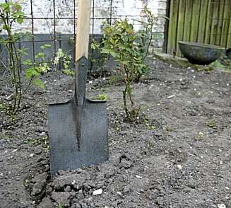 PLANTE HEKK: Jorden bør være noenlunde og porøs der hvor hekken skal plantes. PLANTE HEKK: Jorden bør være noenlunde og porøs der hvor hekken skal plantes.