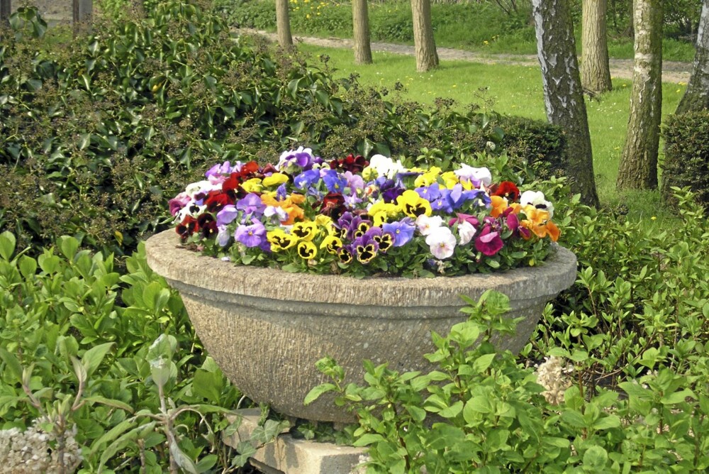 STEMORSBLOMST: Dette er en blomst som ifølge fagfolk er enkel å få til å trives for en nybegynner. STEMORSBLOMST: Dette er en blomst som ifølge fagfolk er enkel å få til å trives for en nybegynner.