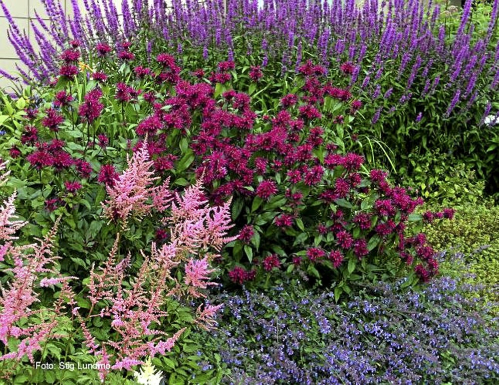 STAUDER: Bildet viser en hestemynte, som er en staude. Dette er en takknemlig blomst som kommer igjen år etter år og som ikke krever mye. STAUDER: Bildet viser en hestemynte, som er en staude. Dette er en takknemlig blomst som kommer igjen år etter år og som ikke krever mye.