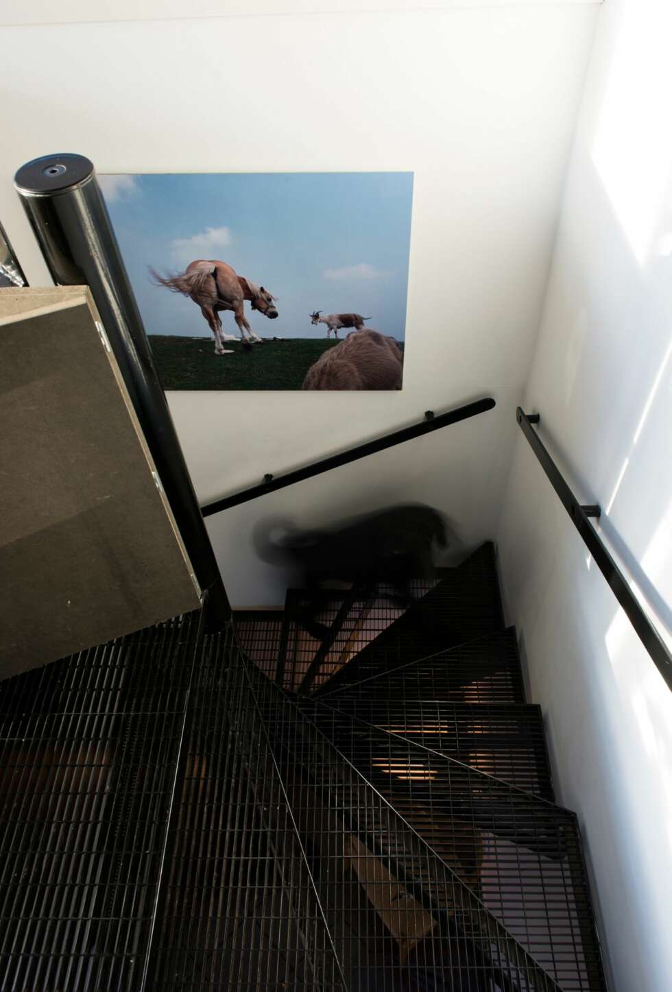 STERKE KONTRASTER: Den røffe trappen er designet til huset, og er utført i svartlakkert stål. Fotografiet av hesten og geita er ved Petter Hepsøe. Kongepuddelen Brigg er familiens firbente medlem. Styling: Juni Hjartholm. STERKE KONTRASTER: Den røffe trappen er designet til huset, og er utført i svartlakkert stål. Fotografiet av hesten og geita er ved Petter Hepsøe. Kongepuddelen Brigg er familiens firbente medlem. Styling: Juni Hjartholm.