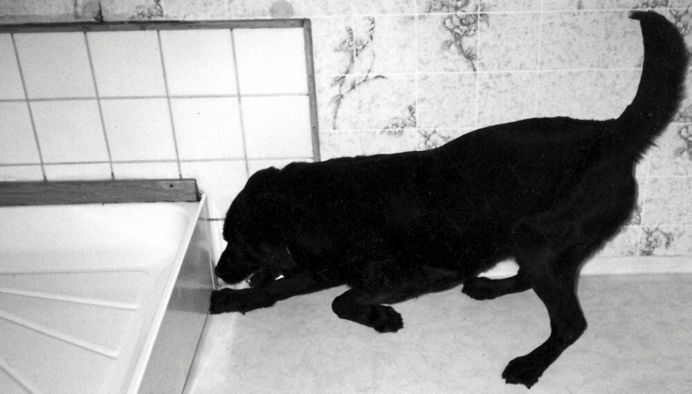 HUND ETTER STOKKMAUR: Hunden Molly er trent opp til blant annet å finne stokkmaur, og har markerer den et treff. HUND ETTER STOKKMAUR: Hunden Molly er trent opp til blant annet å finne stokkmaur, og har markerer den et treff.