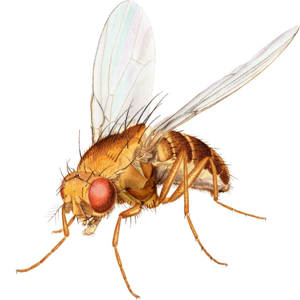 BANANFLUE: Slik ser en fruktflue, eller bananflue, ut. Den heter egentlig Drosophila funebris. BANANFLUE: Slik ser en fruktflue, eller bananflue, ut. Den heter egentlig Drosophila funebris.