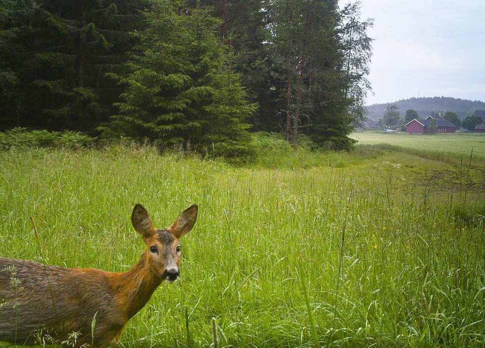 TITT-TEI: Naturfotografen har satt opp viltkamera som fanger opp dyrene som kommer på besøk. TITT-TEI: Naturfotografen har satt opp viltkamera som fanger opp dyrene som kommer på besøk.