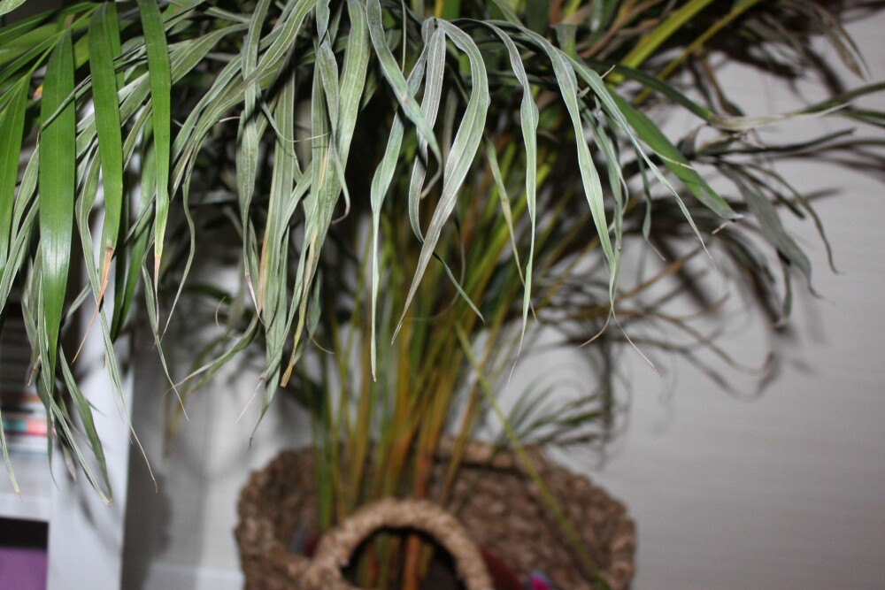 PLANTEMAT: Selv plantene dine synes det er godt med en kopp te! FOTO: Trine Jensen PLANTEMAT: Selv plantene dine synes det er godt med en kopp te! FOTO: Trine Jensen