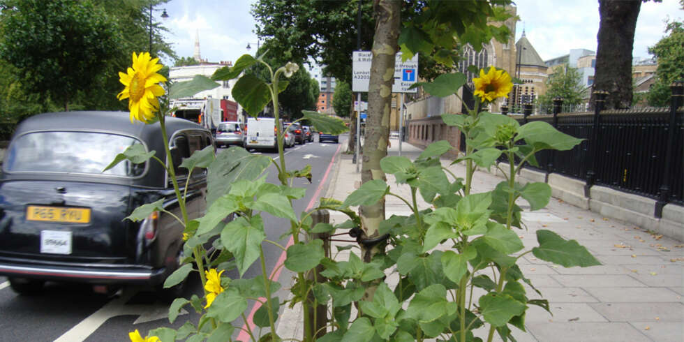 EGEN DAG: 1.mai er feirer flere tusen gerilja-gartnere verden over Solsikkens Dag. Blomsten er blitt et symbol for aktivistene. EGEN DAG: 1.mai er feirer flere tusen gerilja-gartnere verden over Solsikkens Dag. Blomsten er blitt et symbol for aktivistene.