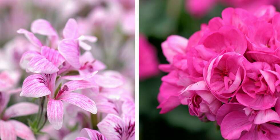 PÅ SOLSIDEN: Pelargonia er blant sommerblomstene som trives godt i solen. PÅ SOLSIDEN: Pelargonia er blant sommerblomstene som trives godt i solen.