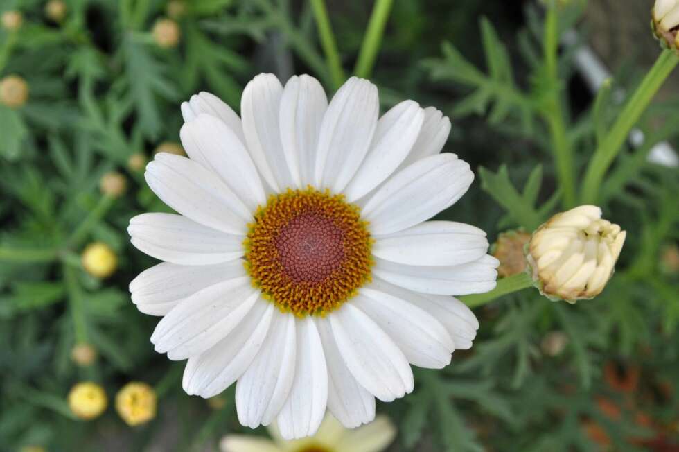 SOMMERBUKETT. Spre glede med en bukett sommerblomster, sier Finn Schjøll. Men ikke plukk blomstene når solen steker. SOMMERBUKETT. Spre glede med en bukett sommerblomster, sier Finn Schjøll. Men ikke plukk blomstene når solen steker.