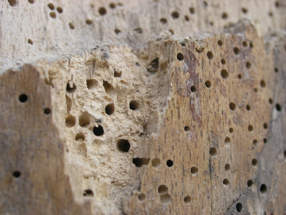 LAGER HULL: Treverk som er angrepet av stripet borebille har sirkelrunde hull på overflaten. Hullene er 1 til 2 mm brede, og de er flygehull der den voksne billen har tatt seg ut. Larvene forpupper seg i treverket rett under flygehullene. Inne i treverket vil det være ganger langsmed og på tvers av årringene. Gangene er runde i tverrsnitt og ikke bredere enn 2 mm. I gangene er det mye lyst boremel. Dette kan også drysse ut av flygehullene. Rundt hullene til de stripete borebillene er det ofte andre og mye mindre hull. Disse stammer fra en snylteveps som lever av borebillens larver. Stripet borebille angriper friskt trevirke, men krever at den relative luftfuktigheten er over 60–65 %. Larvene har optimale forhold hvis den relative luftfuktigheten konstant er over 85–90 %. Under slike forhold kan de forårsake vesentlige skader. LAGER HULL: Treverk som er angrepet av stripet borebille har sirkelrunde hull på overflaten. Hullene er 1 til 2 mm brede, og de er flygehull der den voksne billen har tatt seg ut. Larvene forpupper seg i treverket rett under flygehullene. Inne i treverket vil det være ganger langsmed og på tvers av årringene. Gangene er runde i tverrsnitt og ikke bredere enn 2 mm. I gangene er det mye lyst boremel. Dette kan også drysse ut av flygehullene. Rundt hullene til de stripete borebillene er det ofte andre og mye mindre hull. Disse stammer fra en snylteveps som lever av borebillens larver. Stripet borebille angriper friskt trevirke, men krever at den relative luftfuktigheten er over 60–65 %. Larvene har optimale forhold hvis den relative luftfuktigheten konstant er over 85–90 %. Under slike forhold kan de forårsake vesentlige skader.
