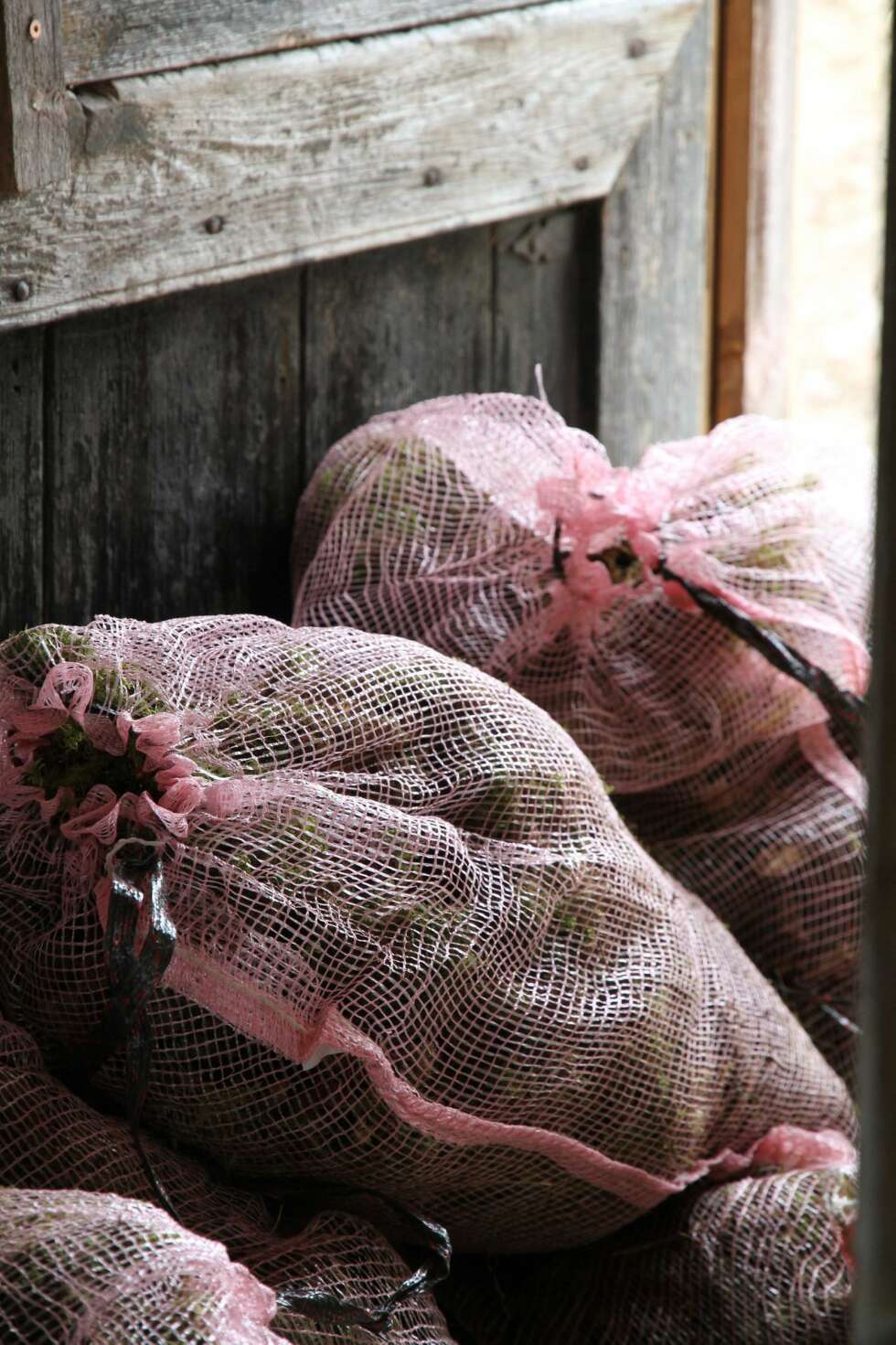 SANKE MOSE: Vi trenger ca. 1500 kilo nyplukket mose til et bygg på ca. 40 kvadratmeter, har Anders Dalseg regnet ut. Mosen inneholder 90 prosent vann, så den er ganske tung. Husk å få tillatelse fra grunneieren før du sanker mose. SANKE MOSE: Vi trenger ca. 1500 kilo nyplukket mose til et bygg på ca. 40 kvadratmeter, har Anders Dalseg regnet ut. Mosen inneholder 90 prosent vann, så den er ganske tung. Husk å få tillatelse fra grunneieren før du sanker mose.