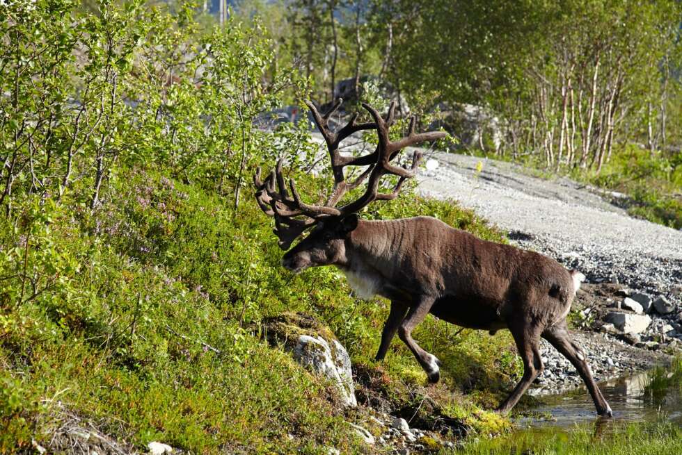 FIRBENTE GJESTER: Ikke sjelden vandrer det
reinsdyr på veien forbi hytta. Noen ganger forviller de seg opp i hagen til Monica og forsyner
seg av plantene, til hennes store fortvilelse. FIRBENTE GJESTER: Ikke sjelden vandrer det
reinsdyr på veien forbi hytta. Noen ganger forviller de seg opp i hagen til Monica og forsyner
seg av plantene, til hennes store fortvilelse.