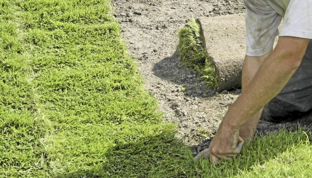 KJØP AV FERDIGPLEN: Skal du legge plenen selv, koster det mellom 30 og 70 kroner per kvm, avhengig av hvor stor plen du har. KJØP AV FERDIGPLEN: Skal du legge plenen selv, koster det mellom 30 og 70 kroner per kvm, avhengig av hvor stor plen du har.