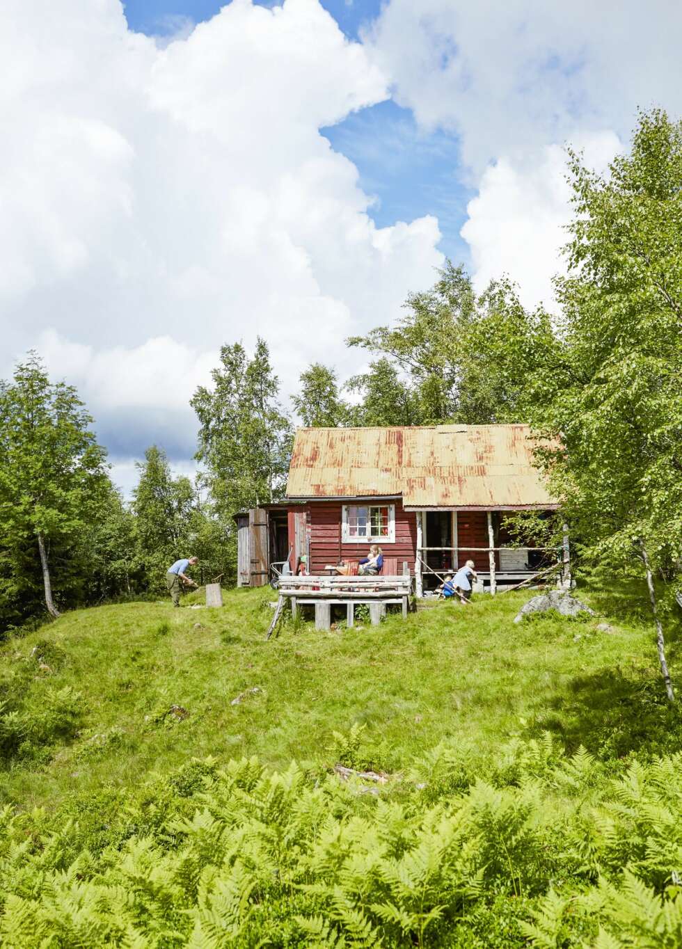 ALENE I SKOGEN: Det er langt til bilvei, tursti og nærmeste hytte. På Gamlevoll er familien Solberg helt for seg selv, og de trives med det. (FOTO: Sveinung Bråthen) ALENE I SKOGEN: Det er langt til bilvei, tursti og nærmeste hytte. På Gamlevoll er familien Solberg helt for seg selv, og de trives med det. (FOTO: Sveinung Bråthen)