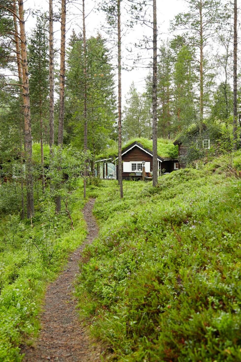 I ETT MED SKOGEN: Hyttas utspring og tilbygg forsvinner nesten i den frodige augustskogen I ETT MED SKOGEN: Hyttas utspring og tilbygg forsvinner nesten i den frodige augustskogen