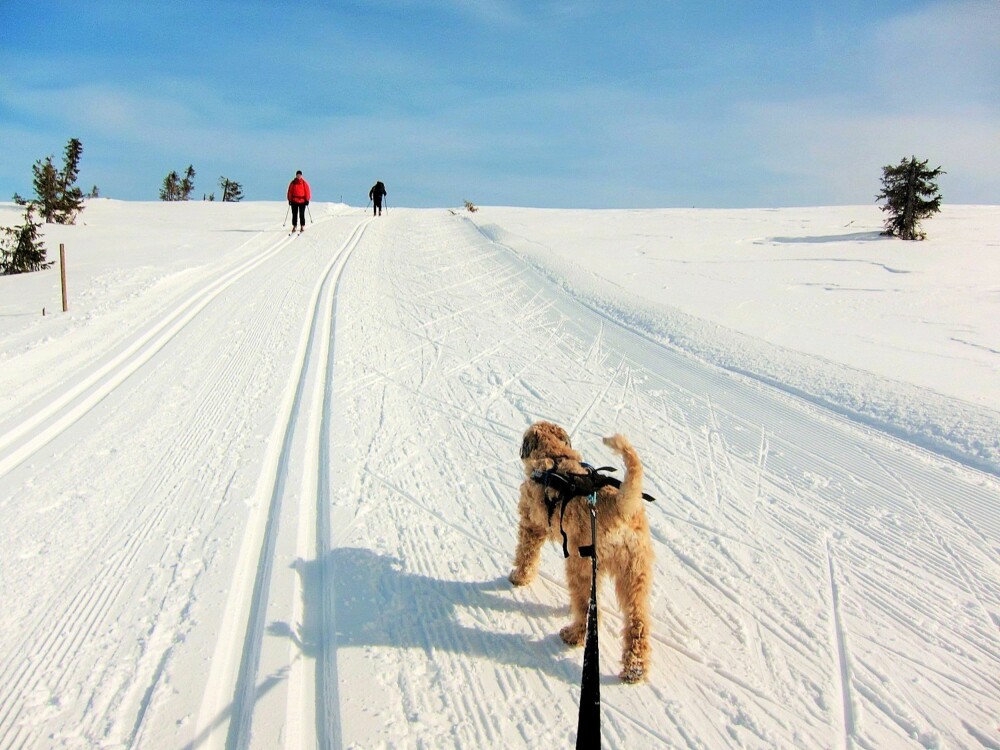 TRAFIKK I LØYPA: God og høflig løypekultur er noe både skiløper og hund må trene på.
TRAFIKK I LØYPA: God og høflig løypekultur er noe både skiløper og hund må trene på.