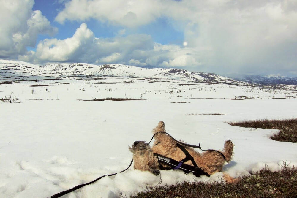 HVIL OG LEK: Når eieren setter seg ned for å nyte medbrakt kakao, forstår hunden at målet er nådd. Da vil den gjerne snuse litt rundt og leke i snøen. HVIL OG LEK: Når eieren setter seg ned for å nyte medbrakt kakao, forstår hunden at målet er nådd. Da vil den gjerne snuse litt rundt og leke i snøen.