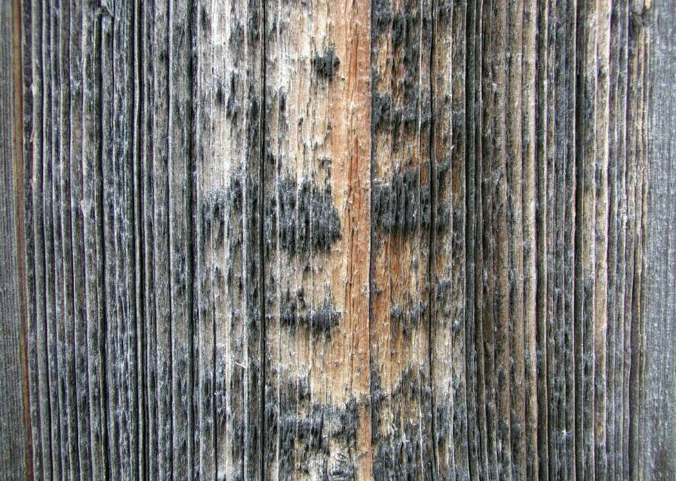 MUGGSOPP: På denne planken er vårveden erodert, løse cellulosefibre ligger på overflaten og har blitt grå av muggsopp. MUGGSOPP: På denne planken er vårveden erodert, løse cellulosefibre ligger på overflaten og har blitt grå av muggsopp.