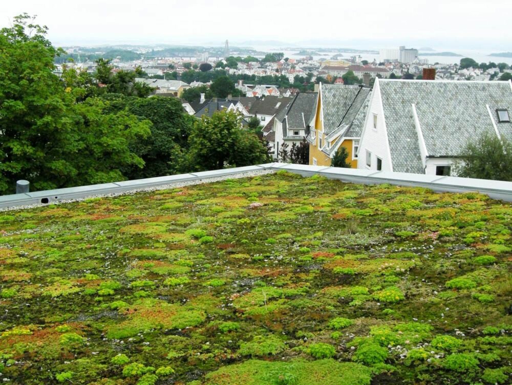 GRØNT TAK: Som en del av miljøtiltakene, er det lagt såkalt sedumtak, som består av tørkesterke stauder. GRØNT TAK: Som en del av miljøtiltakene, er det lagt såkalt sedumtak, som består av tørkesterke stauder.