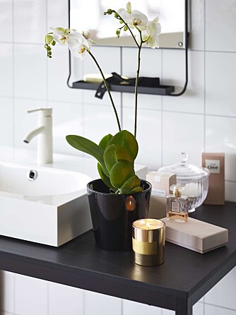 PLANTER PÅ BADET: I tillegg til en rekke grønne planter, liker også orkideen Phalaenopsis seg også godt her, om du vil ha noe med blomster. PLANTER PÅ BADET: I tillegg til en rekke grønne planter, liker også orkideen Phalaenopsis seg også godt her, om du vil ha noe med blomster.