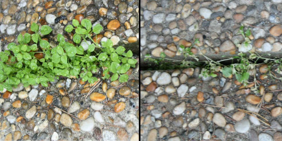 BILLIG OG EFFEKTIVT: Å bruke eddik kan være en effektiv måte å bli kvutt ugresset på. Her testet vi det på ugress som vokste mellom steinheller og det tok raskt knekken på planten. BILLIG OG EFFEKTIVT: Å bruke eddik kan være en effektiv måte å bli kvutt ugresset på. Her testet vi det på ugress som vokste mellom steinheller og det tok raskt knekken på planten.